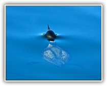 Favorite Loon Picture